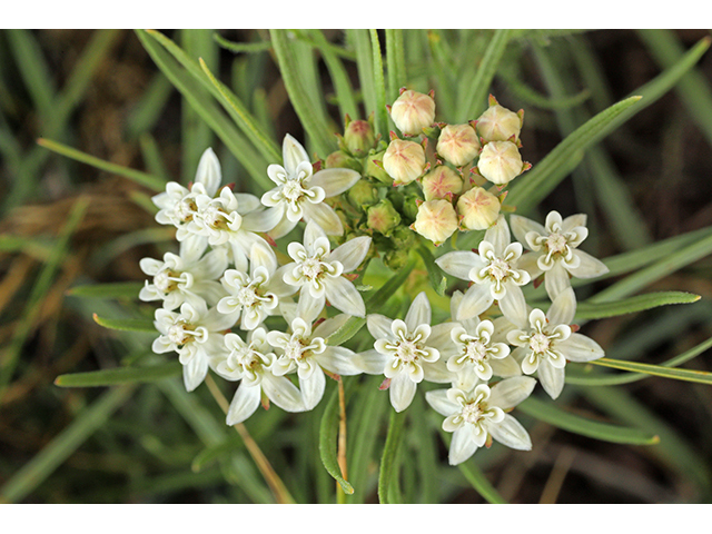 Asclepias pumila (Plains milkweed) #63967