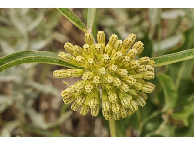 Asclepias viridiflora (Green comet milkweed) #63975
