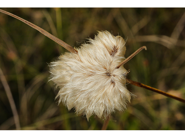 Eriophorum virginicum (Tawny cottongrass) #63994