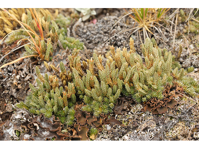 Selaginella densa (Lesser spikemoss) #63996