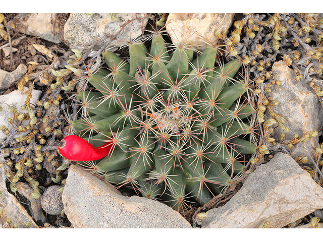Mammillaria heyderi var. heyderi (Little nipple cactus) #64008