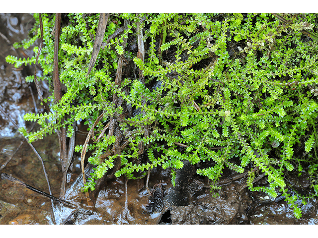 Selaginella apoda (Meadow spikemoss ) #64024