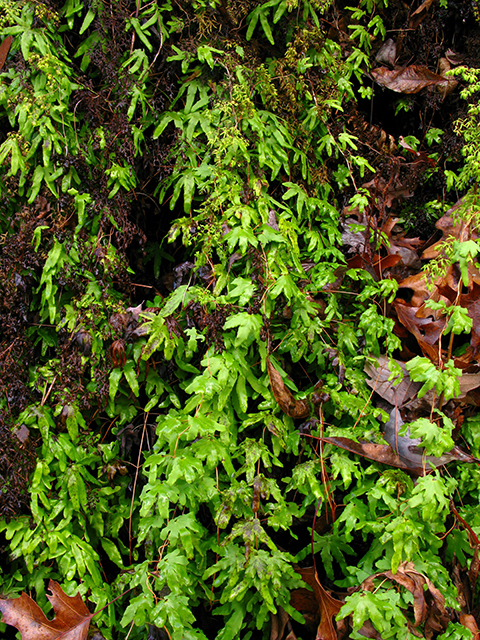 Lygodium palmatum (American climbing fern) #64033