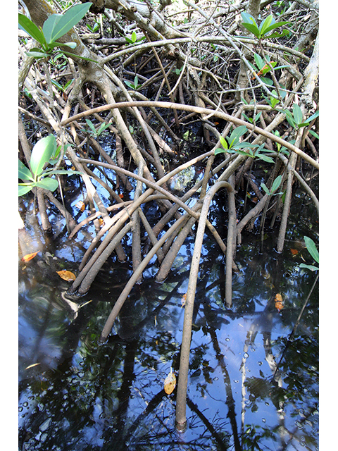 Rhizophora mangle (Red mangrove) #64039