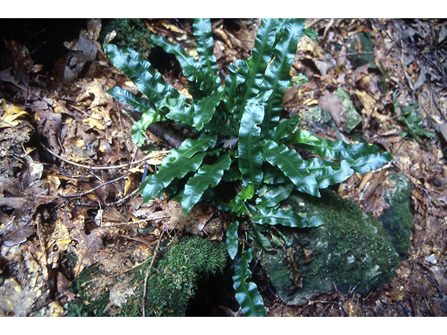 Asplenium scolopendrium var. americanum (American hart's-tongue fern) #64044