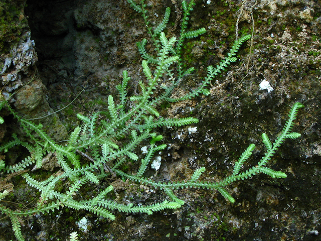 Selaginella ludoviciana (Gulf spike-moss) #64058