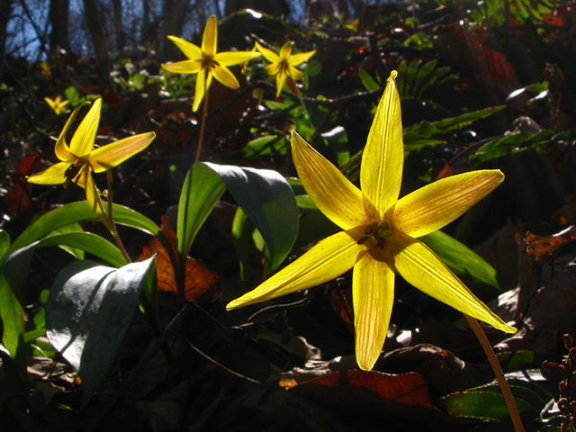 Erythronium americanum (Yellow trout-lily) #64086