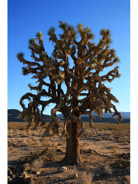 Yucca brevifolia (Joshua tree) #64215