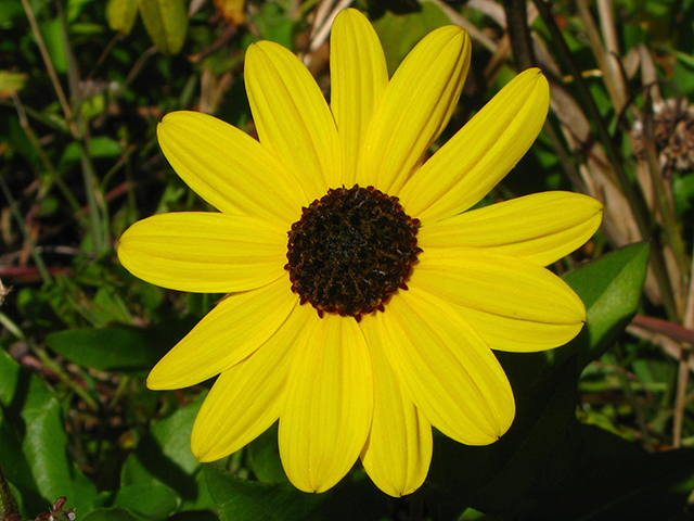 Helianthus debilis (Cucumberleaf sunflower) #64264