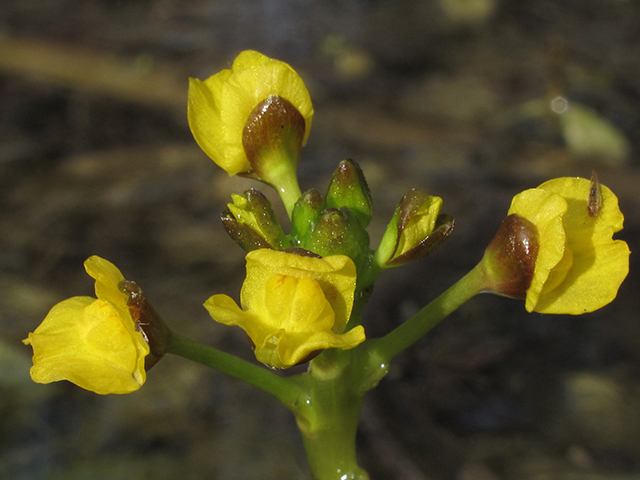 Utricularia foliosa (Leafy bladderwort) #64272