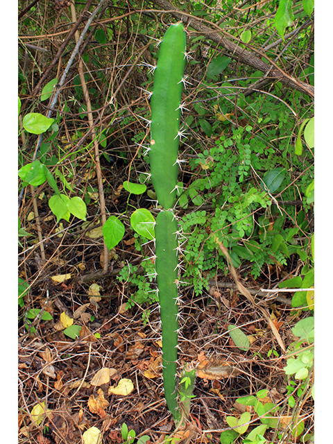 Acanthocereus tetragonus (Triangle cactus) #64339