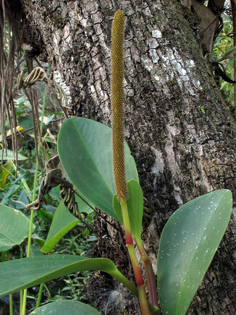 Peperomia obtusifolia (Baby rubberplant) #64345