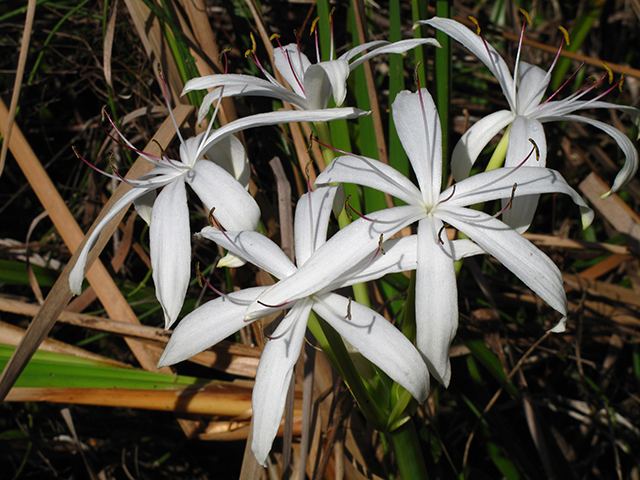 Crinum americanum (American crinum lily) #64356