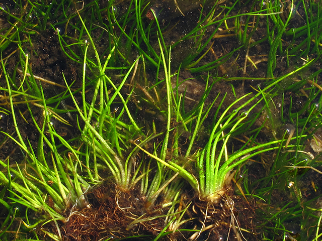Isoetes tegetiformans (Merlin's-grass) #64365
