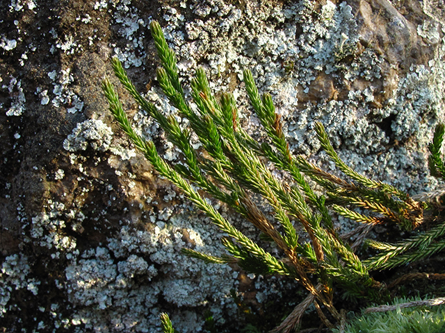 Selaginella arenicola ssp. riddellii (Riddell's spikemoss) #64391