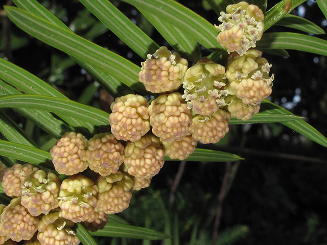 Torreya taxifolia (Florida nutmeg) #64423