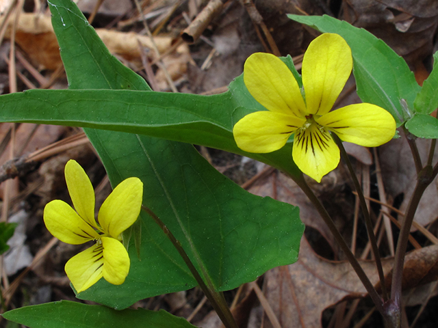 Viola hastata (Halberd-leaf yellow violet) #64455