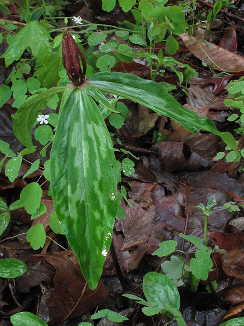 Trillium lancifolium (Lanceleaf wake-robin) #64471
