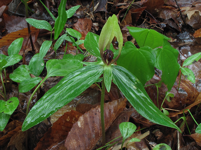 Trillium lancifolium (Lanceleaf wake-robin) #64482