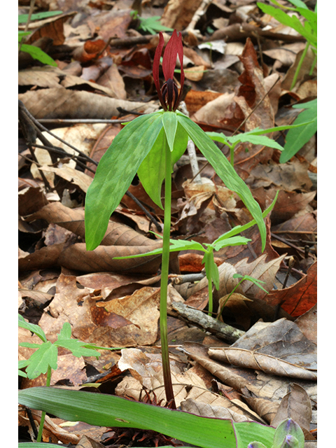 Trillium lancifolium (Lanceleaf wake-robin) #64488