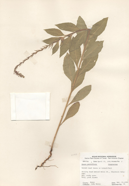 Oenothera curtiflora (Velvetweed) #28961