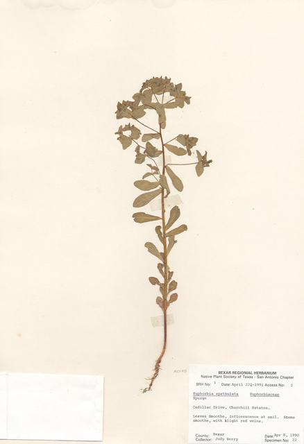 Euphorbia spathulata (Warty spurge) #28962