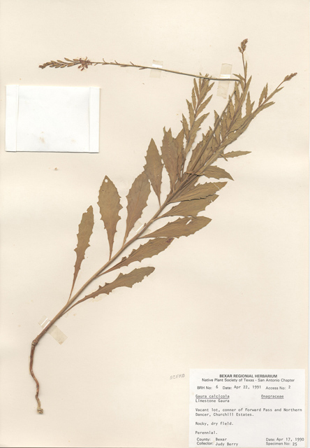 Oenothera calcicola (Texas beeblossom) #28965