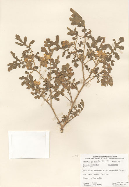 Solanum rostratum (Buffalo bur) #28933
