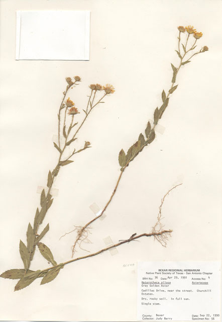 Chrysopsis pilosa (Soft goldenaster) #28944