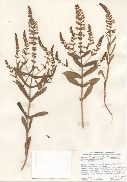 Warnockia scutellarioides (Prairie brazosmint) #28953