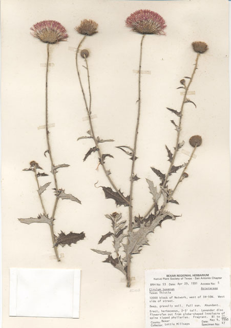 Cirsium texanum (Texas thistle) #28974