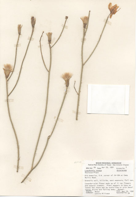 Lygodesmia texana (Texas skeleton plant) #29023