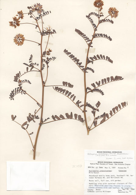 Astragalus crassicarpus (Groundplum milkvetch) #29030