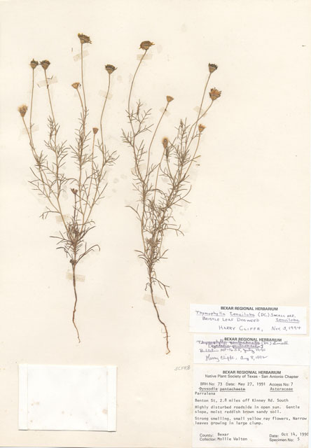 Thymophylla pentachaeta var. pentachaeta (Parralena) #29036