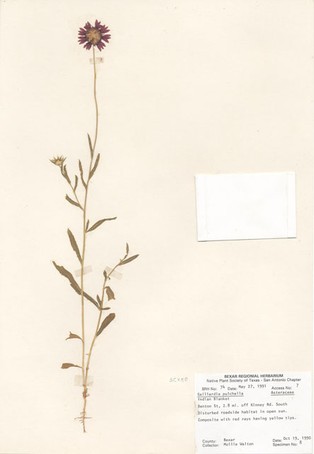 Gaillardia pulchella (Indian blanket) #29037