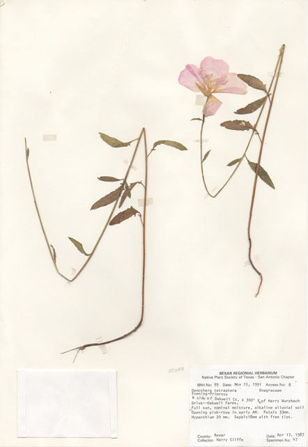 Oenothera tetraptera (Fourwing evening primrose) #29062