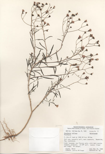 Palafoxia callosa (Small palafox) #29065