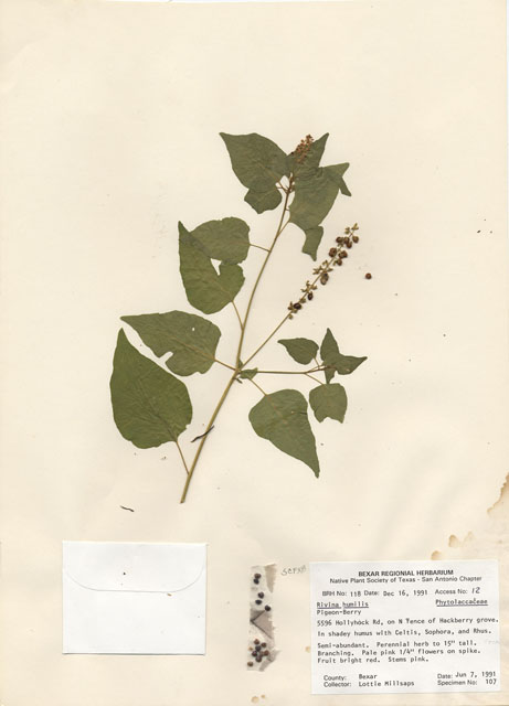 Rivina humilis (Pigeonberry) #29080
