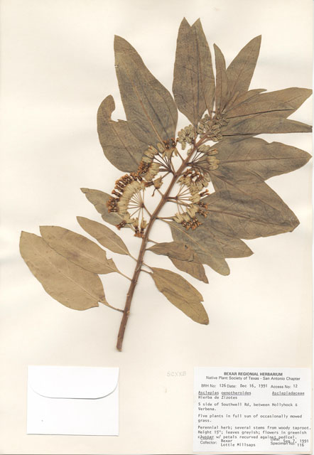 Asclepias oenotheroides (Zizotes milkweed) #29088