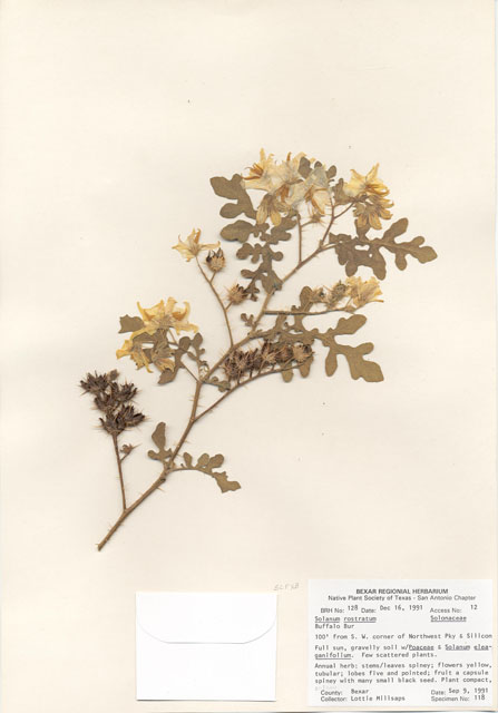 Solanum rostratum (Buffalo bur) #29090