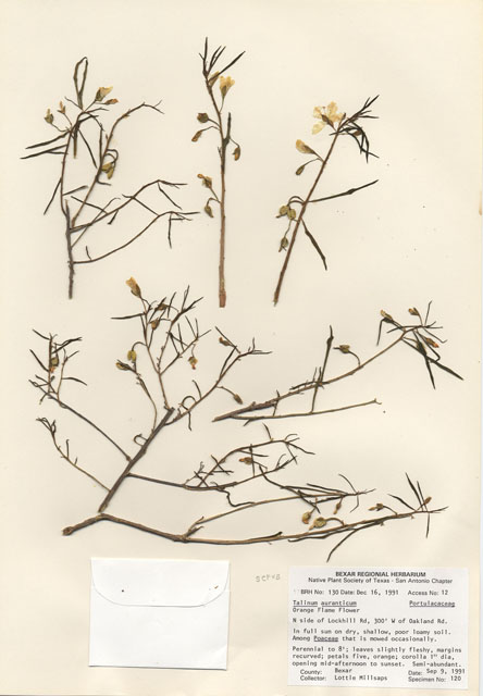 Phemeranthus aurantiacus (Orange flameflower) #29092