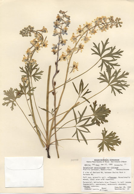Delphinium carolinianum ssp. vimineum (Carolina larkspur) #29107