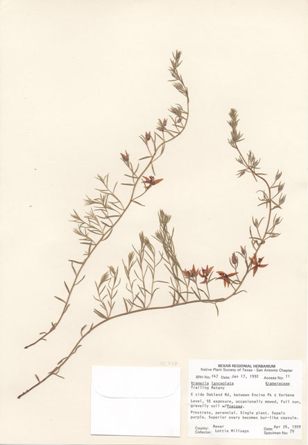 Krameria lanceolata (Trailing krameria) #29109