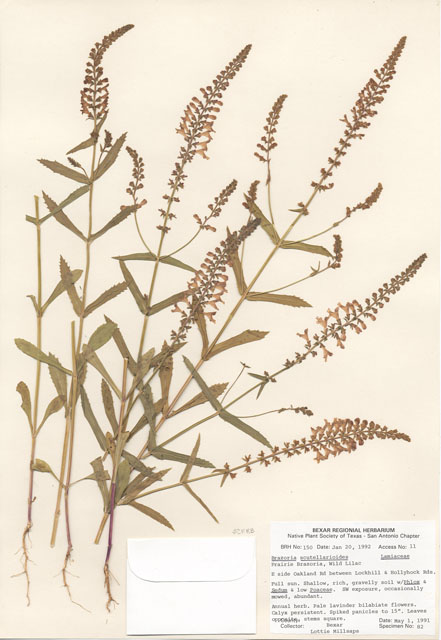 Warnockia scutellarioides (Prairie brazosmint) #29112