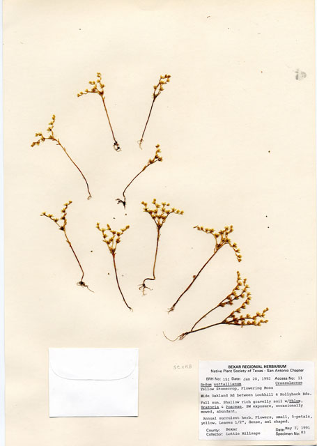 Sedum nuttallianum (Yellow stonecrop) #29113