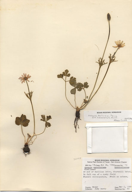 Anemone berlandieri (Tenpetal anemone) #29135