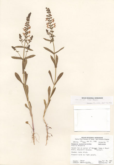 Warnockia scutellarioides (Prairie brazosmint) #29136