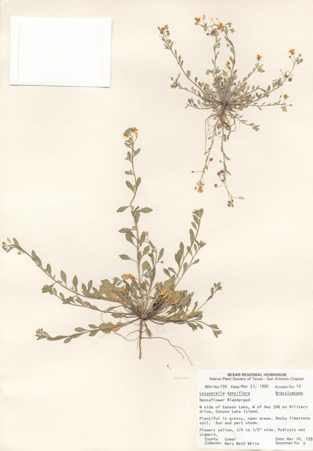 Lesquerella densiflora (Denseflower bladderpod) #29157
