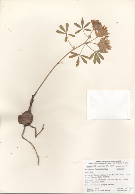 Pediomelum latestipulatum (Texas plains indian breadroot) #29160