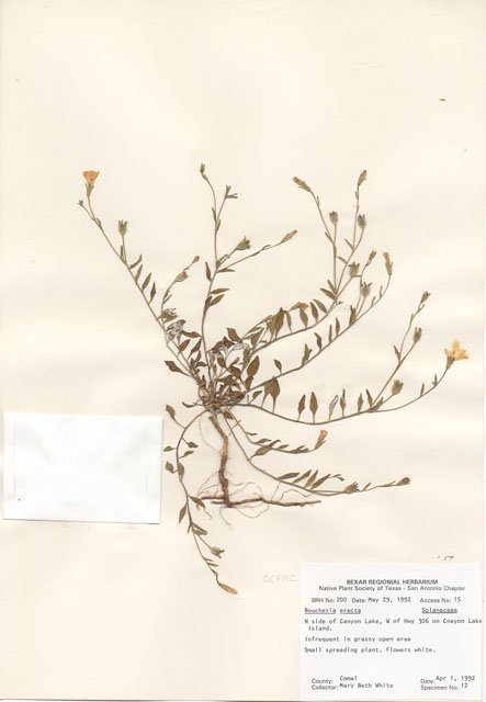 Bouchetia erecta (Erect bouchetia) #29162